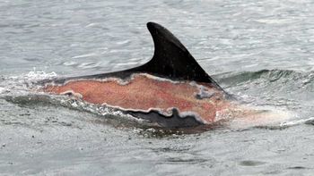 la impresionante foto del delfin que se quemo con el sol la impresionante foto del delfin que se quemo con el sol