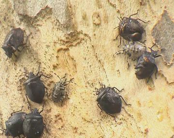 Vecinos denuncian una invasión de chinches en Villa Luro