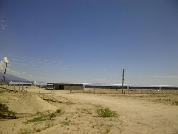 Miles de pollos murieron en un criadero riojano por exceso de calor