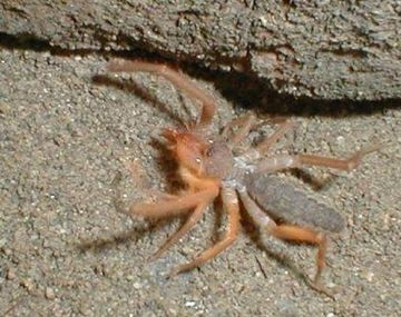 Descubrieron una nueva especie de araña camello: comería carne humana