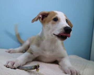 Anthony, el primer perro clonado del país (Foto gentileza Clarín)