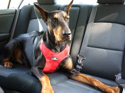 Tu mascota debe viajar bien atada Tu mascota debe viajar bien atada