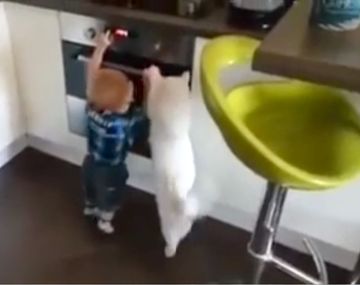 VIDEO: el gato más protector del mundo