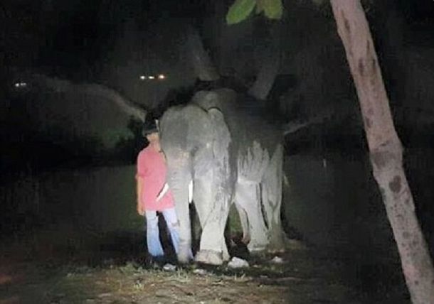 Cenaba en una playa paradisíaca de Tailandia, lo atacó un elefante y murió