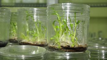 clonaran especies vegetales en peligro de extincion clonaran especies vegetales en peligro de extincion