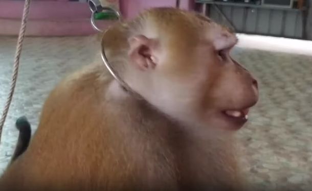Maltrato animal: hacen levantar pesas a un mono como parte de un espect&aacute;culo