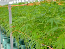 Presentan el proyecto de ley que autoriza el autocultivo de Cannabis medicinal