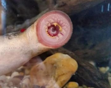 Llueven peces vampiros