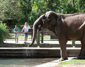 Pelusa sería trasladada a Brasil