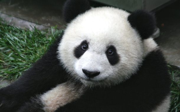 Macabro: matan a un oso panda y venden sus partes