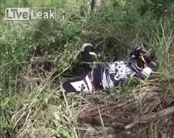Tras chocar cayó al lado de una serpiente