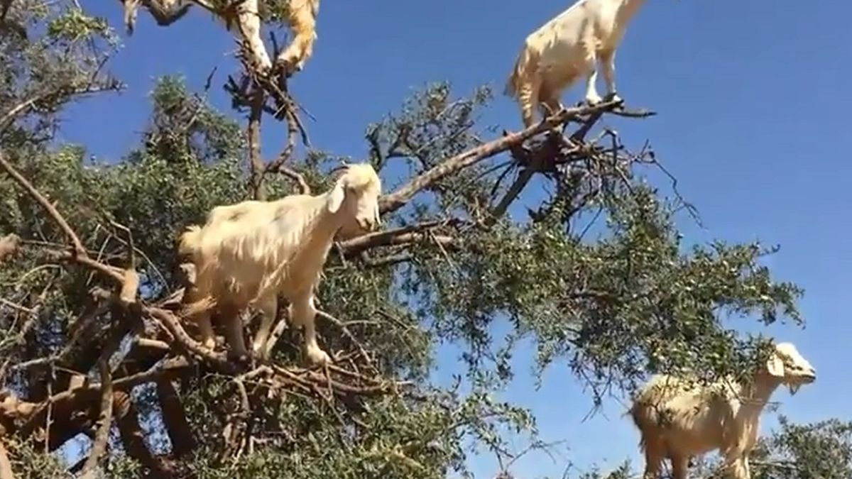 Mirá a las cabras equilibristas que se suben a los árboles para conseguir  comida