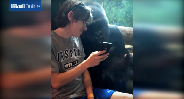 Un gorila se hipnotiza con sus propias fotos