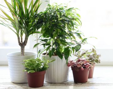 El truco casero para hacer que las plantas crezcan con fuerza