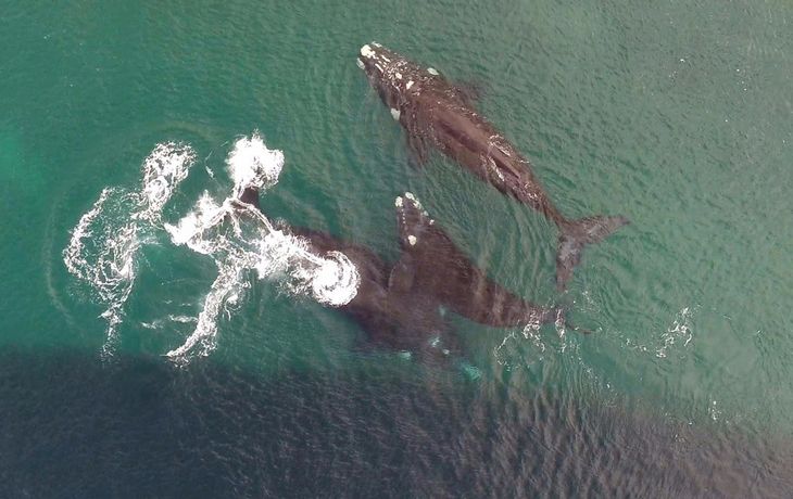 Ballenas copulando en Puerto Madryn