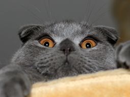 El scottish fold se ve adorable pero tiene una vida corta El scottish fold se ve adorable pero tiene una vida corta