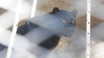 murio la pantera negra del zoologico de mendoza y analizan el cierre del predio murio la pantera negra del zoologico de mendoza y analizan el cierre del predio