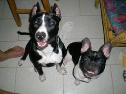 los argentinos prefieren al bulldog frances y al pitbull los argentinos prefieren al bulldog frances y al pitbull