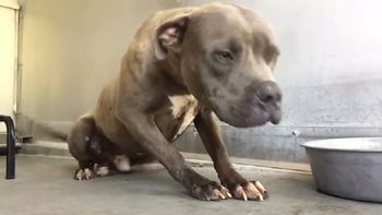 un pitbull entrenado para pelear fue rescatado y recibio su primera caricia un pitbull entrenado para pelear fue rescatado y recibio su primera caricia