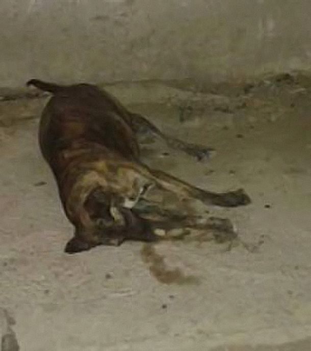 Conmoción en Comodoro Rivadavia por la aparición de 24 perros muertos
