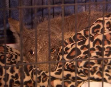 Rescató a un cachorro de la calle y nadie sabe de qué especie es