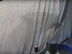 video: se fueron a acampar y se despertaron con dos leones fuera de la carpa video: se fueron a acampar y se despertaron con dos leones fuera de la carpa