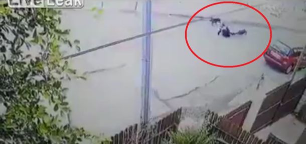 Dos perros atacan a una mujer en el medio de la calle