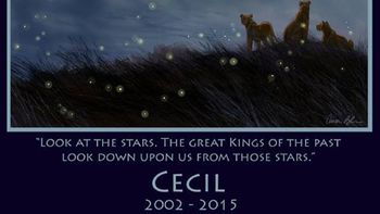 el dibujante de el rey leon le rinde homenaje a cecil el dibujante de el rey leon le rinde homenaje a cecil