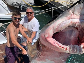 Alarma en Punta del Este por la pesca de tiburones en peligro de extinción 