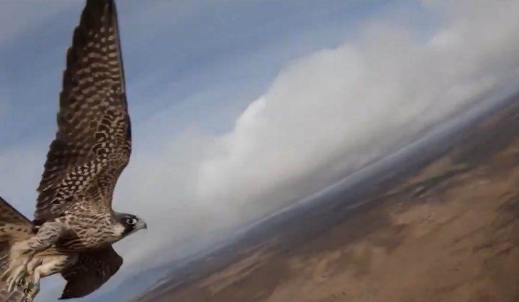 Los halcones suelen ser excelentes cazadores