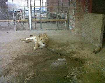 Fueron a tomar posesión de un predio y se encontraron con un león