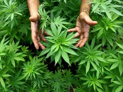 ahora la iglesia catolica salio a decir que apoya el uso de cannabis ahora la iglesia catolica salio a decir que apoya el uso de cannabis