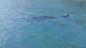 terror en una playa del reino unido por la aparicion de un tiburon gigante terror en una playa del reino unido por la aparicion de un tiburon gigante