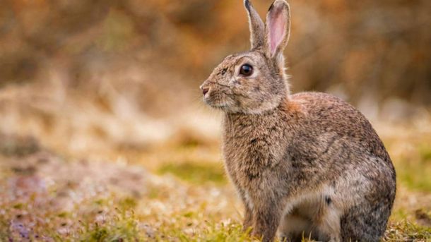 Polémica en Ushuaia: quieren exterminar conejos con gas tóxico porque son una plaga