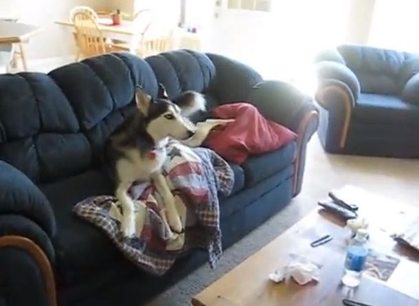 VIDEO: Un perro que no hace caso y sólo mira televisión