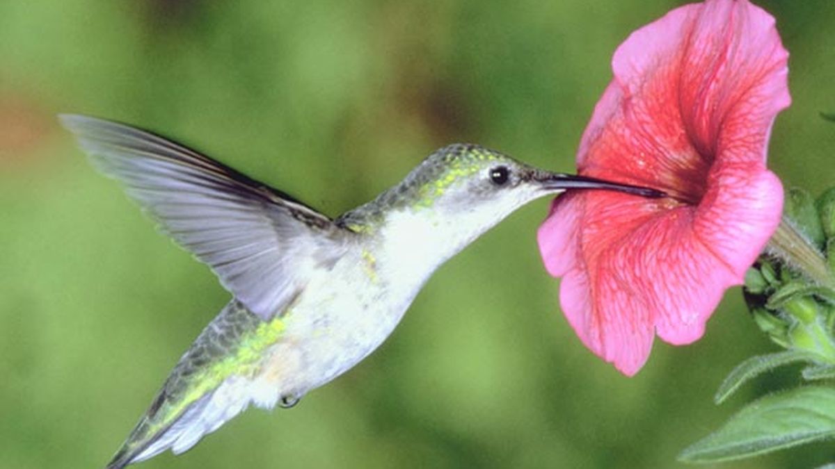 Científicos revelan el secreto del vuelo mágico del colibrí
