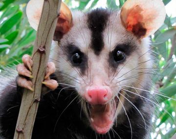 Comadreja dejó sin luz a medio Bragado