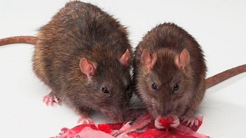 prohiben el uso y la venta de raticidas y otros venenos en todo el pais prohiben el uso y la venta de raticidas y otros venenos en todo el pais