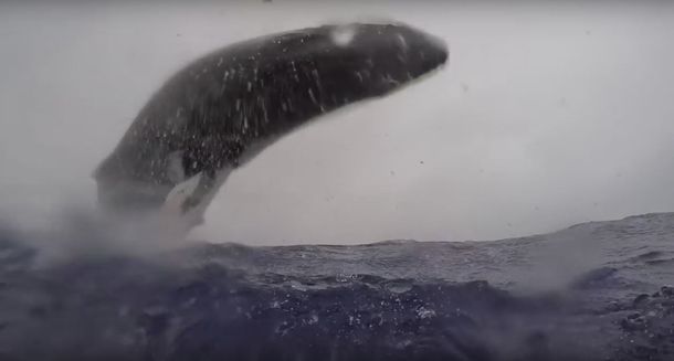 El momento en el que una ballena pega da un salto espectacular