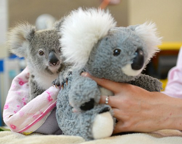 Perdió a su mamá y lo consuela un peluche
