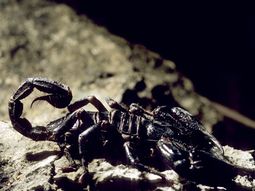 catamarca: una nena murio por la picadura de un alacran catamarca: una nena murio por la picadura de un alacran