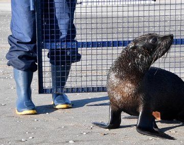 Devolvieron al mar un lobo marino rescatado en el Riachuelo