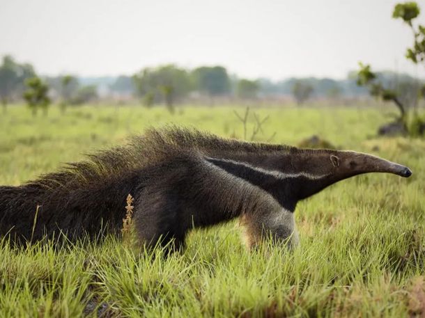 El histórico regreso del oso hormiguero gigante a América Latina.