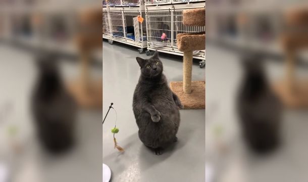 Bruno es un gato extra y por eso le costó conseguir familia