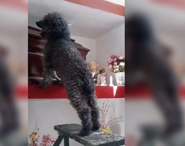 Para emocionarse: la historia de Benito