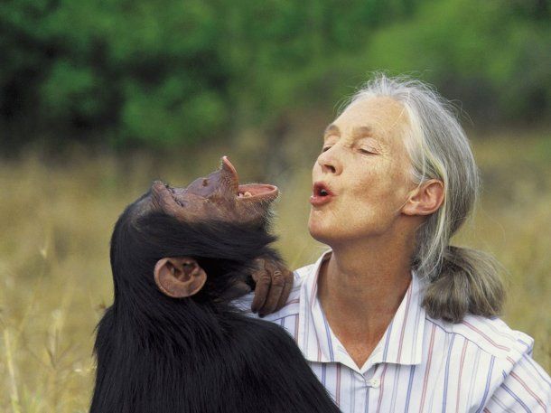 Murió Jane Goodall, la mujer que dedicó su vida a los chimpancés