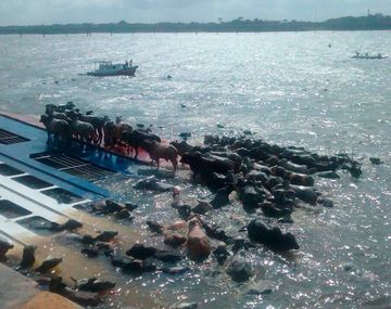 Casi 5 mil vacas ahogadas al hundirse barco