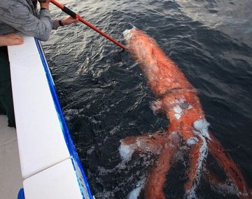 Pelearon contra un tiburón para atrapar a un calamar gigante