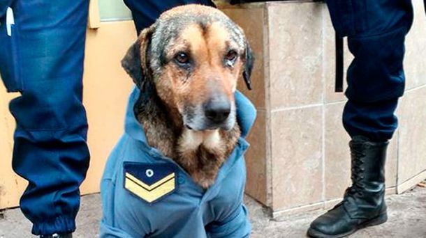 Éste es el verdadero perro policía de Córdoba