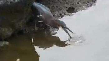 un pajaro muy inteligente a la hora de salir de pesca un pajaro muy inteligente a la hora de salir de pesca